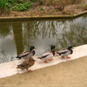 Photo de Canard colvert