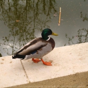 Photo de Canard colvert