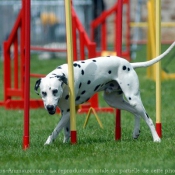 Photo de Dalmatien