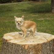 Photo de Chihuahua  poil long