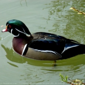 Photo de Canard