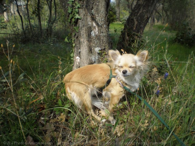 Photo de Chihuahua  poil long