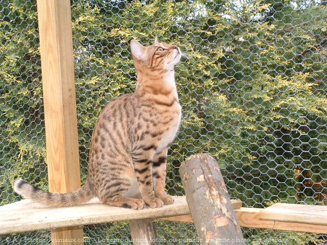 Photo de Bengal