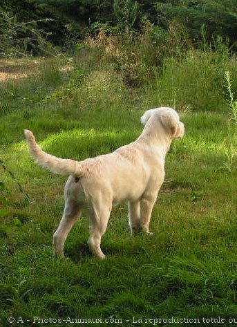 Photo de Golden retriever