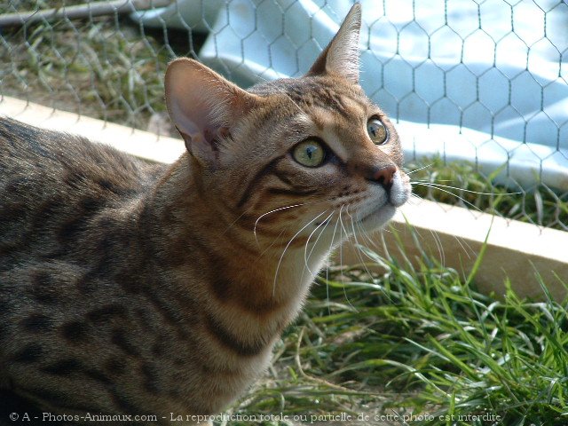 Photo de Bengal