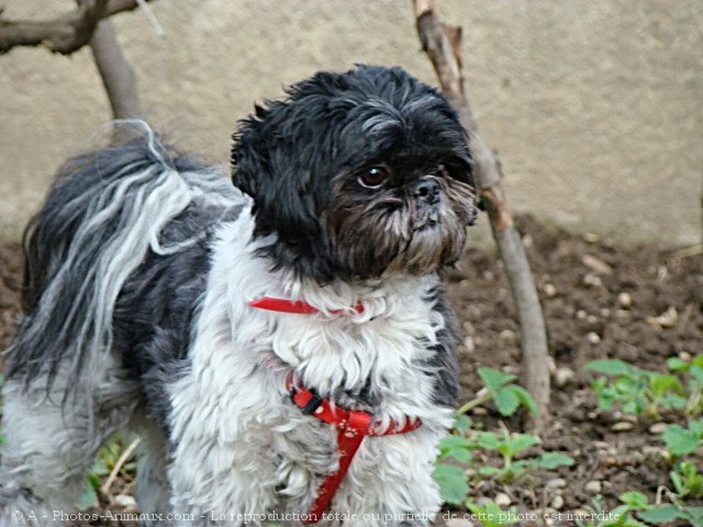 Photo de Shih tzu