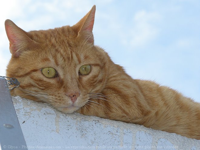 Photo de Chat domestique