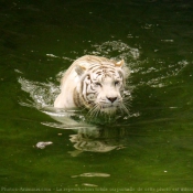 Photo de Tigre