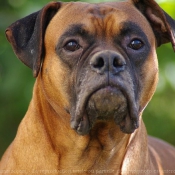 Photo de Boxer