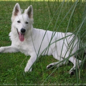 Photo de Berger blanc suisse