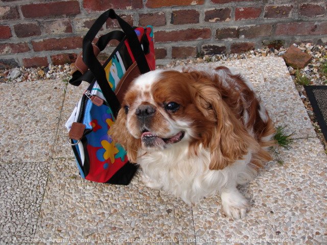 Photo de King charles spaniel