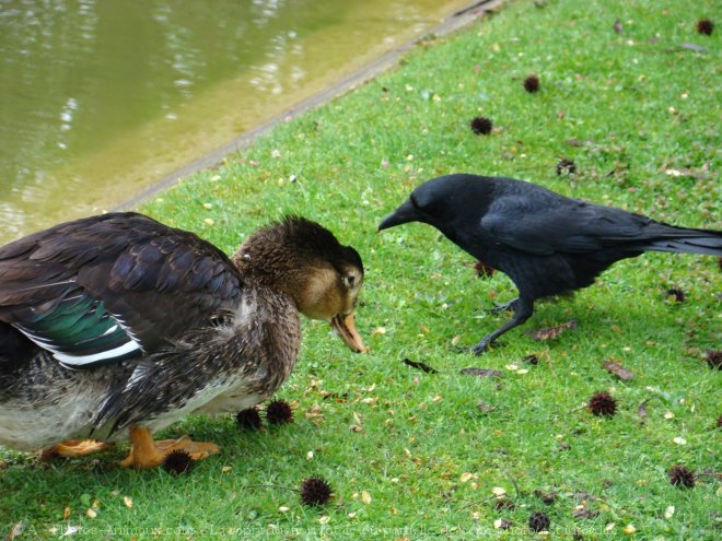 Photo de Races diffrentes