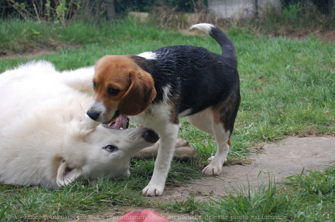 Photo de Berger blanc suisse