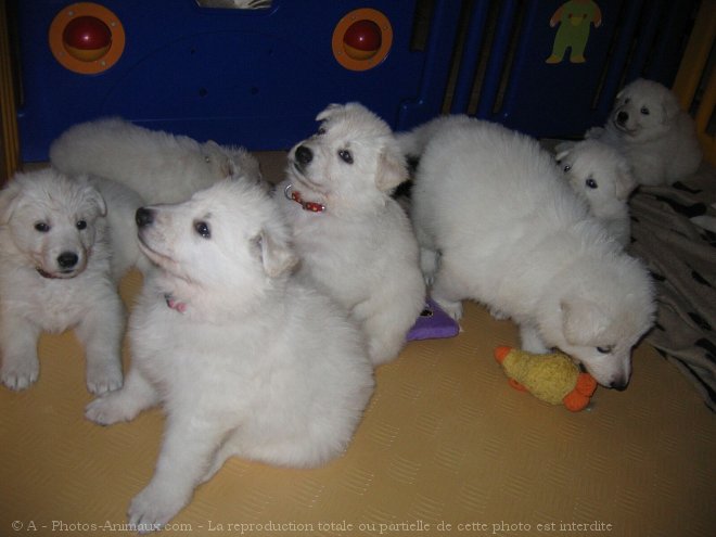 Photo de Berger blanc suisse