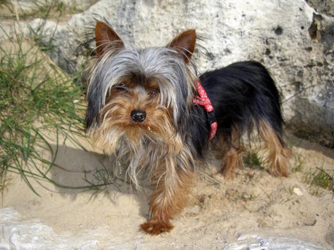 Photo de Yorkshire terrier