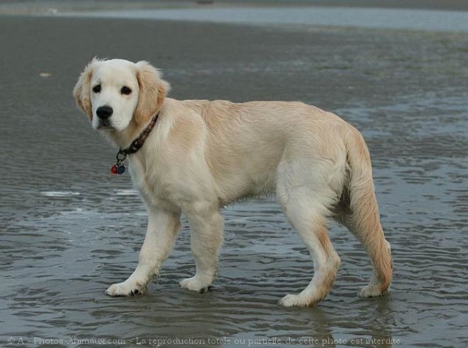 Photo de Golden retriever