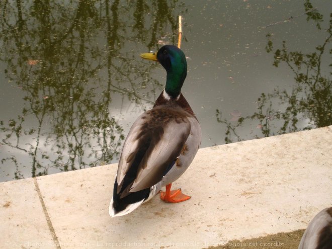 Photo de Canard colvert