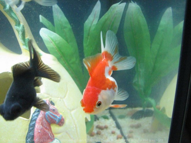 Photo de Poissons rouges