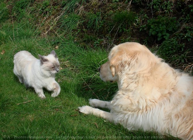 Photo de Races diffrentes