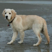 Photo de Golden retriever