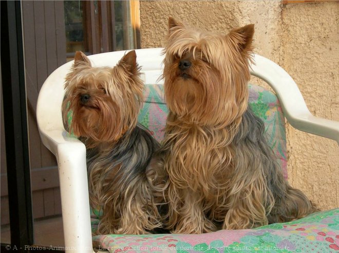 Photo de Yorkshire terrier