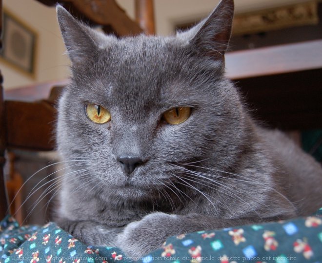 Photo de Chartreux