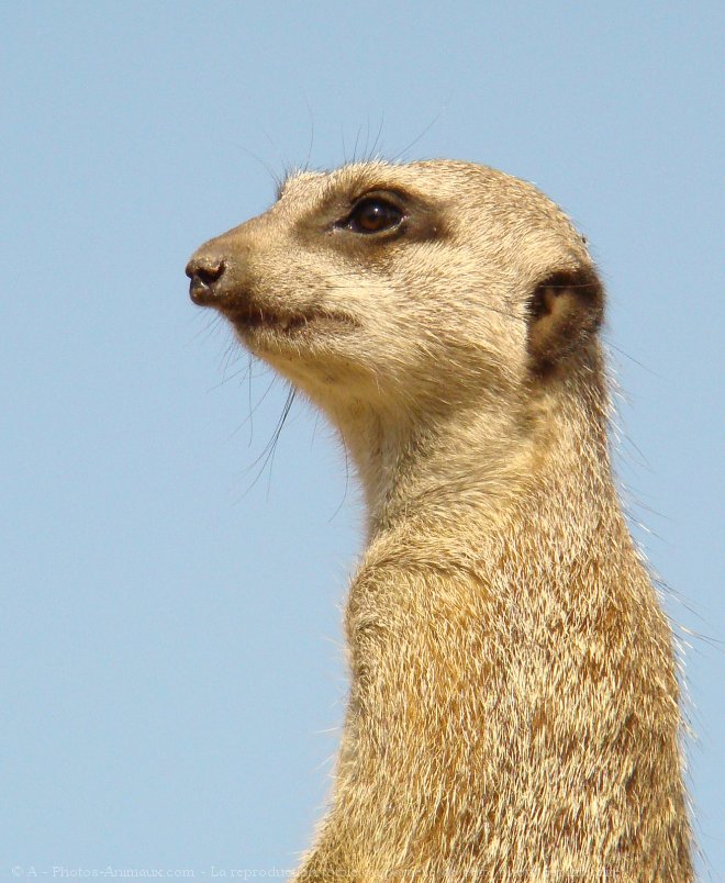 Photo de Suricate