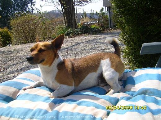 Photo de Jack russell terrier