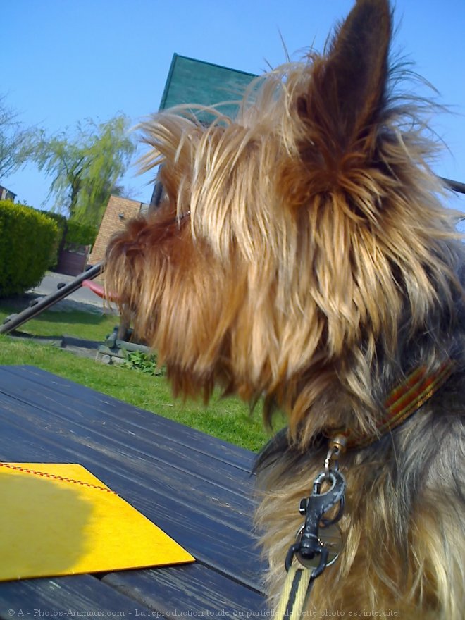 Photo de Yorkshire terrier