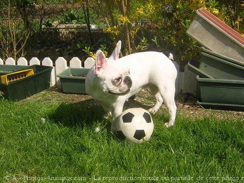 Photo de Bouledogue franais