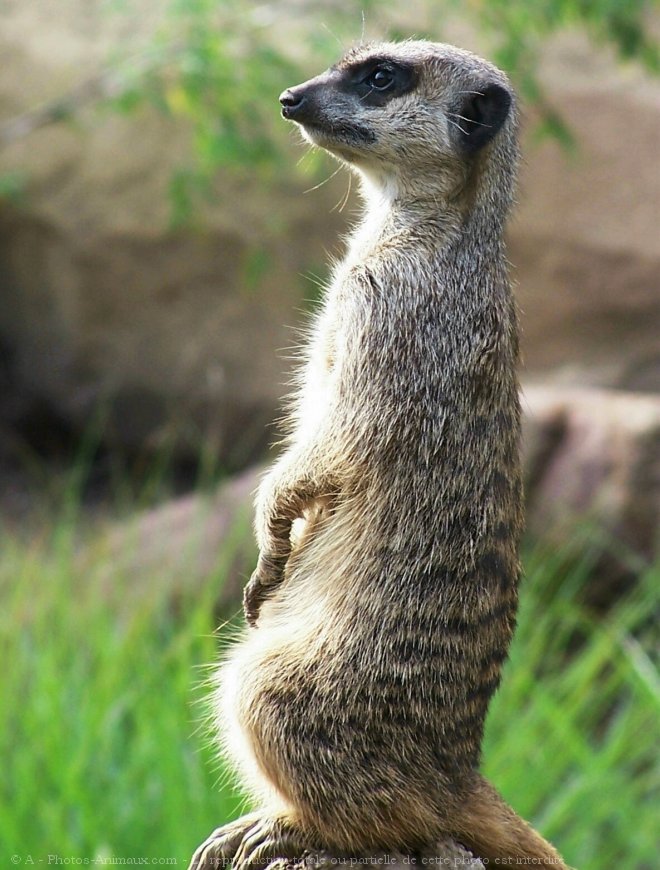 Photo de Suricate