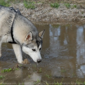 Photo de Husky siberien