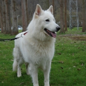 Photo de Berger blanc suisse