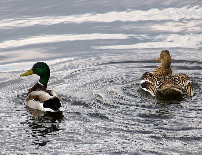 Photo de Canard colvert