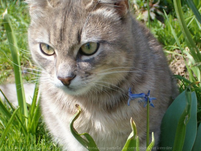 Photo de Chat domestique