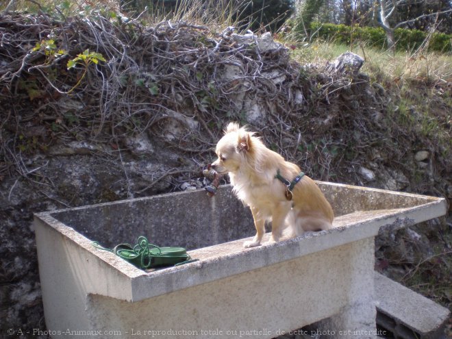 Photo de Chihuahua  poil long