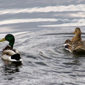 Photo de Canard colvert