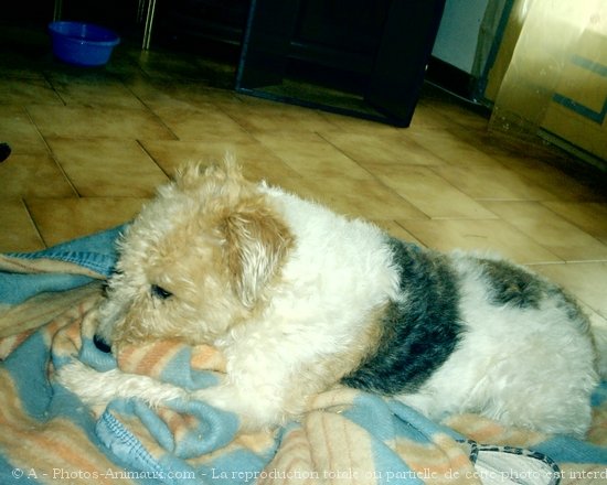 Photo de Fox terrier  poil dur