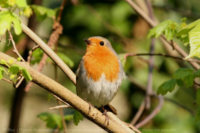 Photo de Rouge gorge