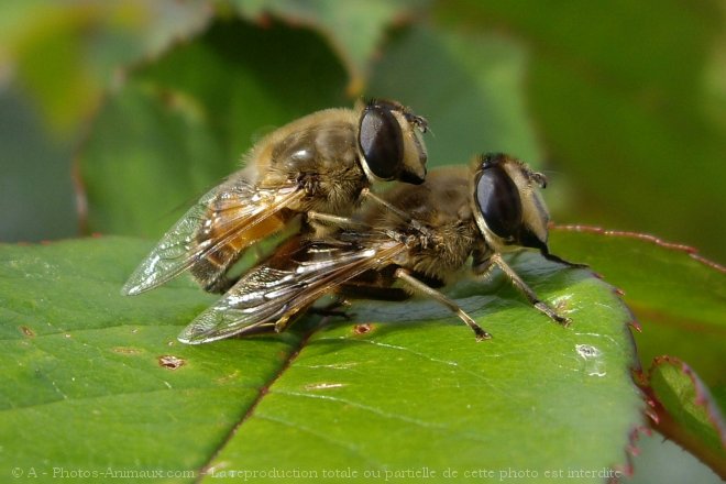 Photo de Mouche