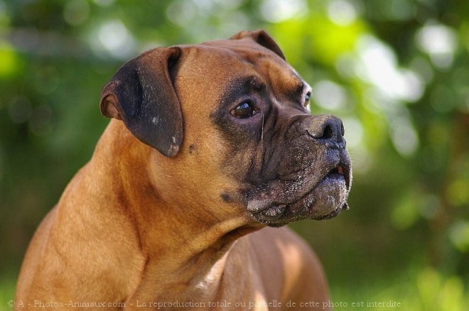 Photo de Boxer