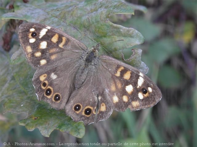 Photo de Papillon