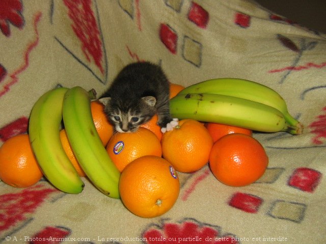 Photo de Chat domestique