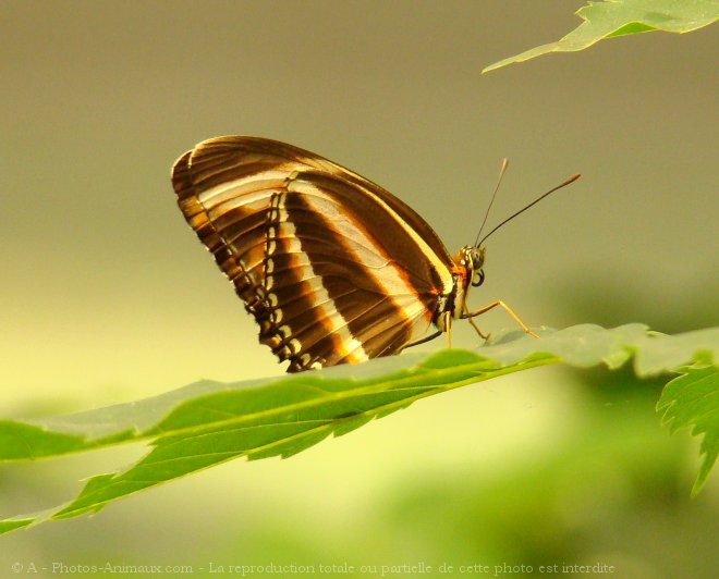 Photo de Papillon