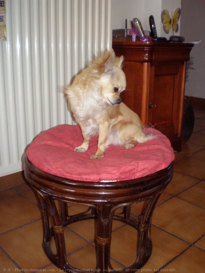 Photo de Chihuahua  poil long