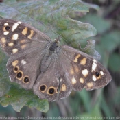 Photo de Papillon