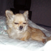 Photo de Chihuahua  poil long