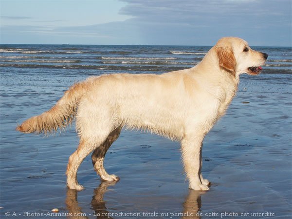 Photo de Golden retriever