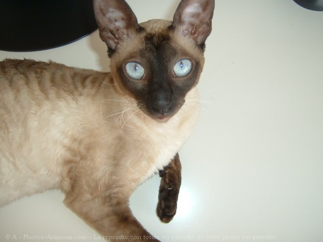 Photo de Cornish rex