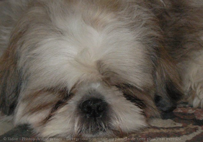 Photo de Shih tzu